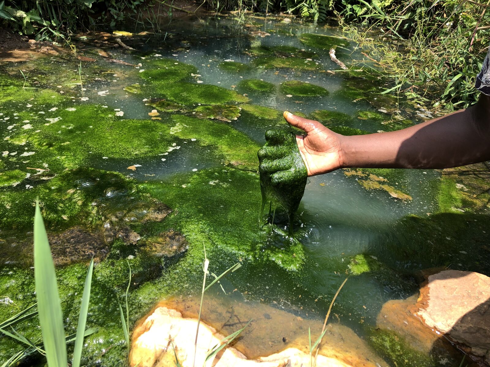 A hand pulling algae from a stagnant, contaminated water source in Uganda